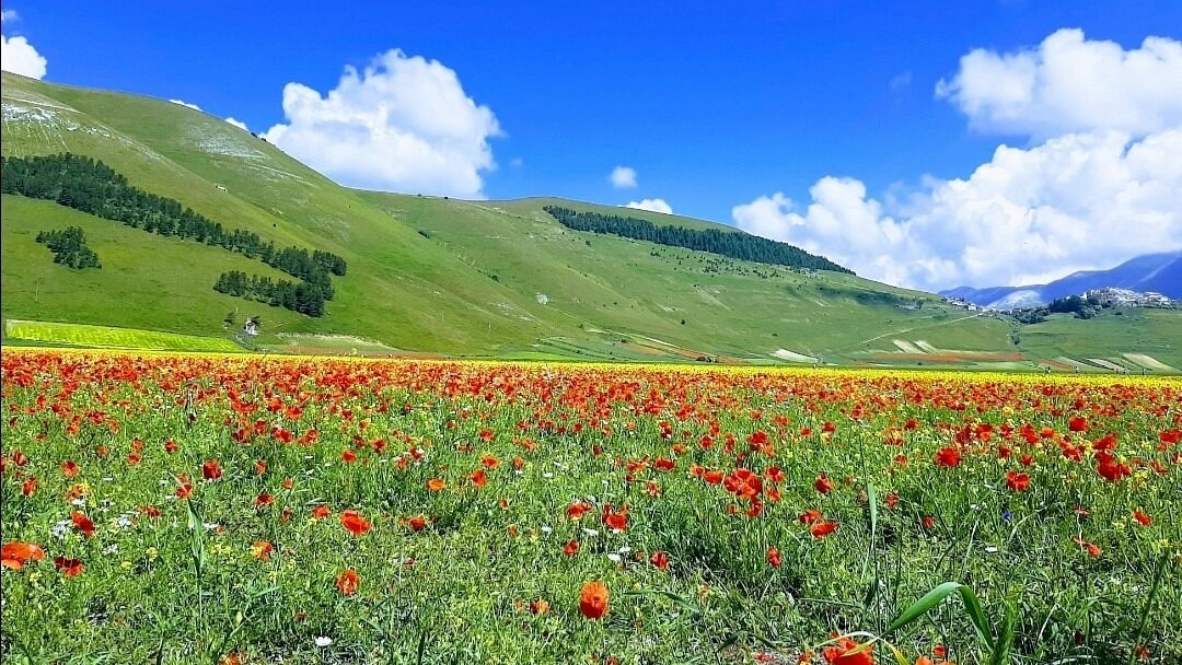 Blomsterf�lten i Castelluccio